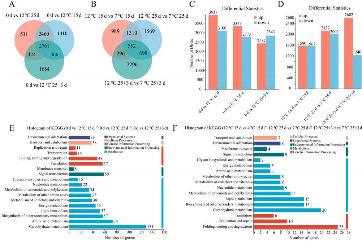 How Low-Temperature Stress Impacts Papaya Softening Transcriptomic Metabolomic Insights figure 1